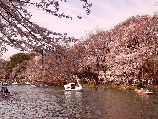 4 11 2017 ピンク色の桜を東京・吉祥寺の