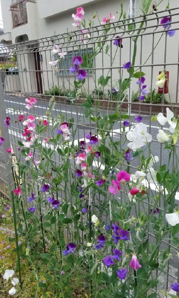 5 17 2017 東京・吉祥寺のフラワー教室の近くでスイートピーの花が満開