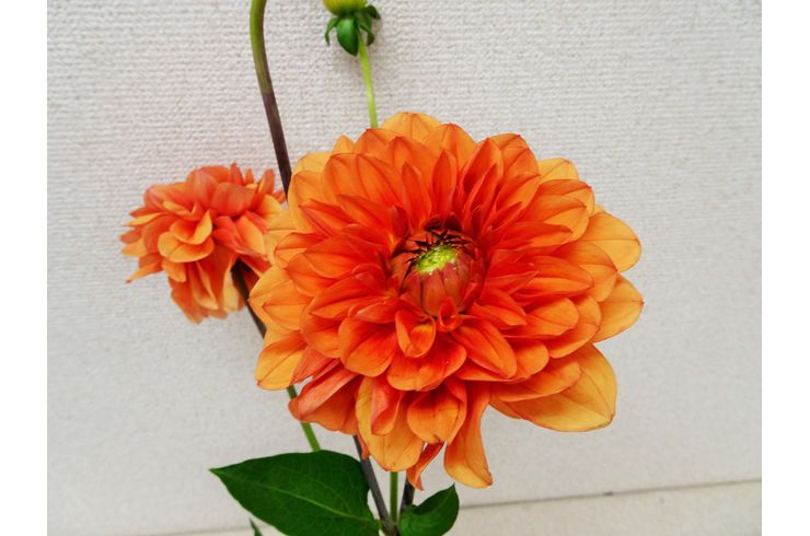 ダリアの花が東京のフラワーアレンジメントスクールで人気です