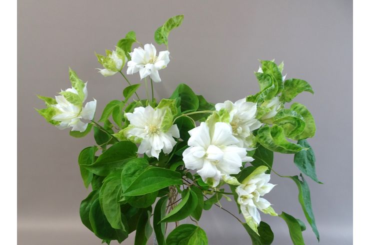 テッセンのダッチ　オブ　エジンバラの白花が沢山咲いています。