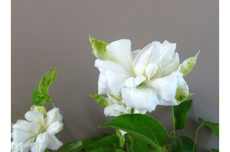 白のテッセンの花が満開に咲いています