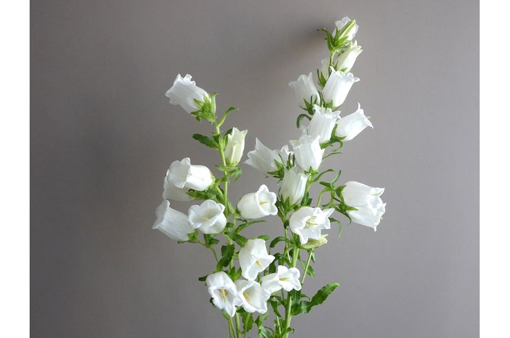 白のカンパニュラの花が満開に咲いています