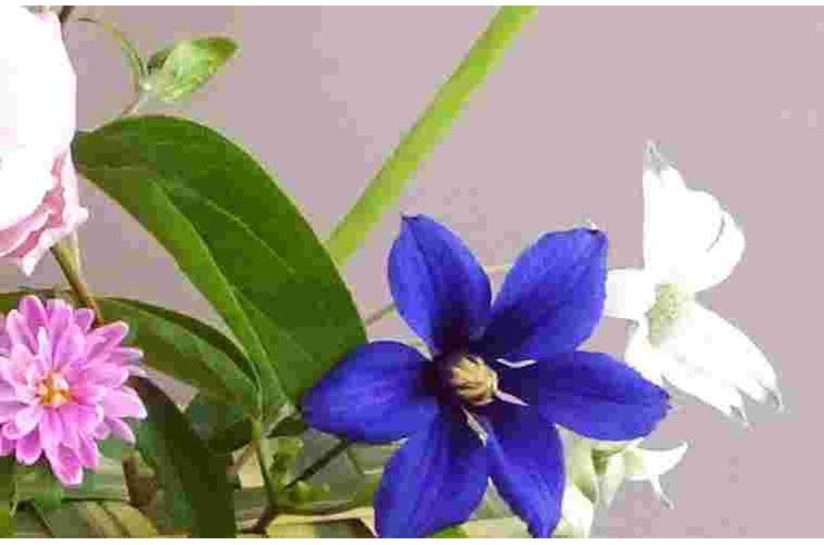 クレマチスの青紫の半が白の花と一緒に生かっています