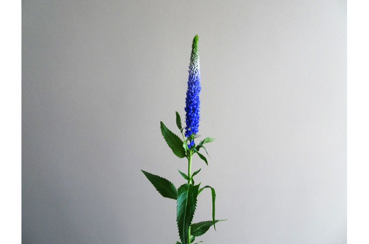 ベロニカのブルーの真っ直ぐな花です
