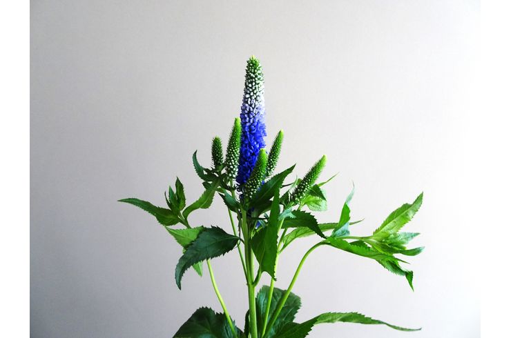 ベロニカのブルーの花一本に４～５本のつぼみ等が付いています
