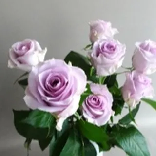 “ミスティーレイン”は薄紫色が上品なバラになります。
