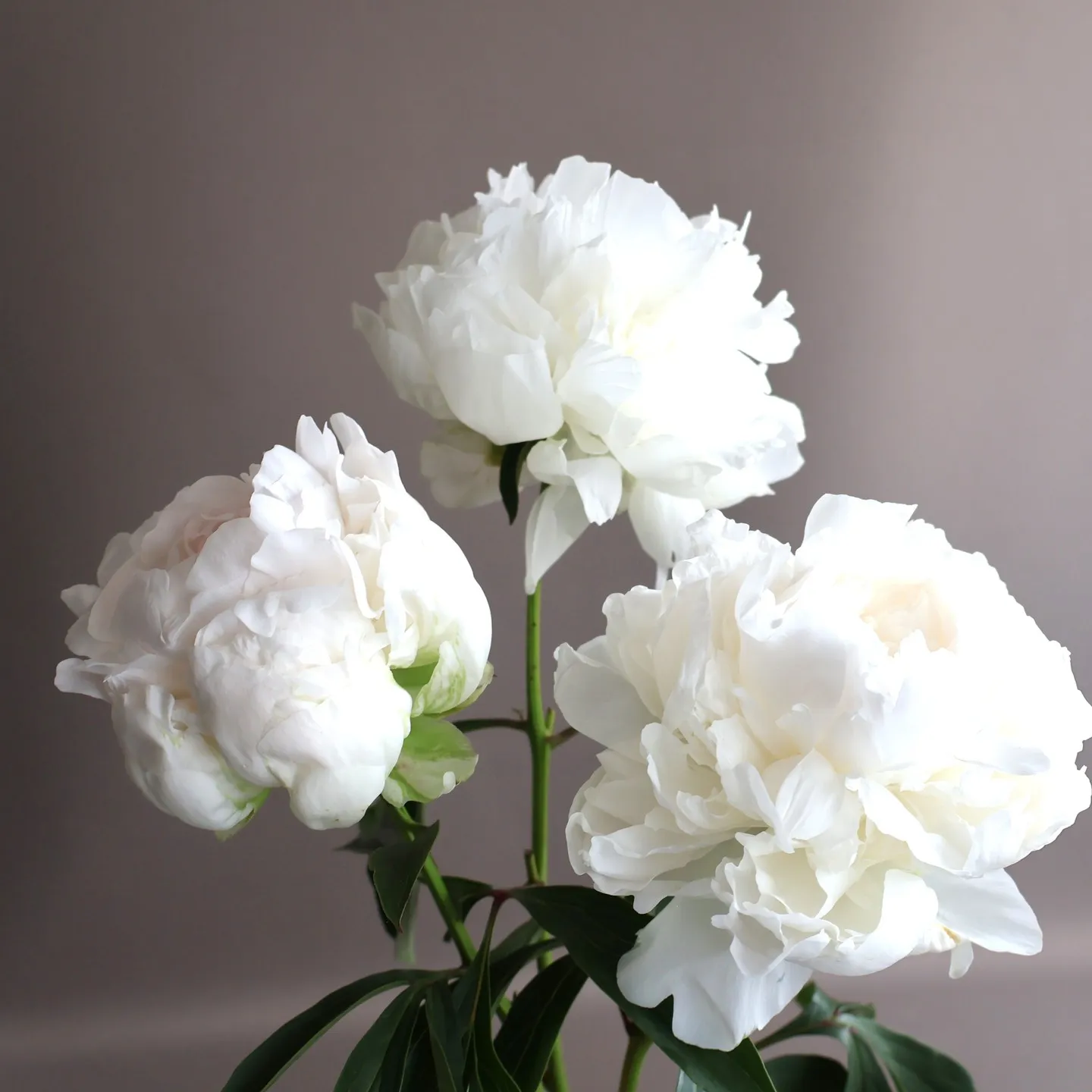 芍薬の花がある日「パット」咲いて驚いたことがあります。