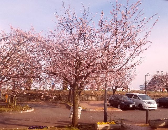 3 2 2017 河津桜が満開で寒空に頑張って咲いています
